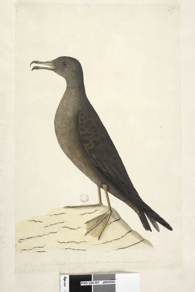 97. oldal. Norfolk-szigeti madara, amelyet általában birkamadárnak neveznek, természetes méretű ék, farkú nyíróvíz Puffinus Pacificus, 1791-92 alkotó: Unknown artist