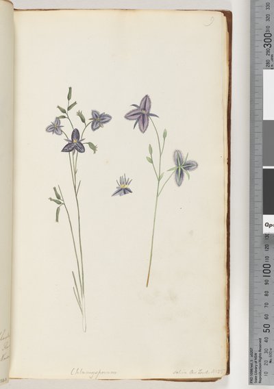 Page 9. Chlamysporum Sal. in Par Lond. No. 35 alkotó: Unknown artist