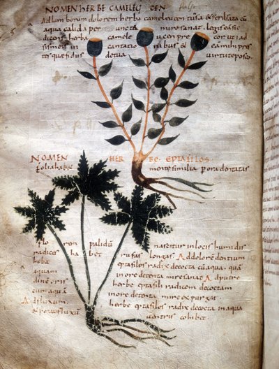 Apulee (Lucius Apuleius) (kb. 125-kb. 180) kéziratának lapja, "A gyógynövények erejéről", 8. vagy 9. század. Lucca, Kormányzati Könyvtár. alkotó: Unknown artist