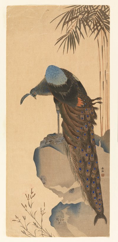 Páva alkotó: Unknown artist