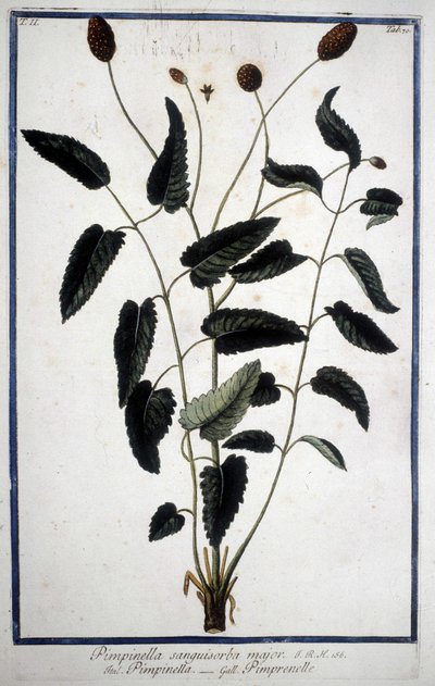 Pimprenelle: Pimpinella Sanguisorba major. alkotó: Unknown artist