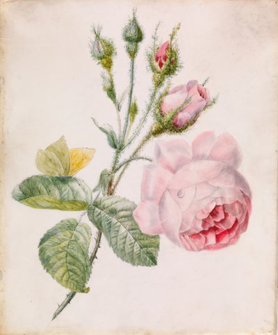 Rózsaszín rózsa és sárga pillangó alkotó: Unknown artist