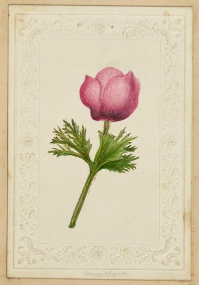 [Rózsaszín virágos jegyzetkártya] alkotó: Unknown artist