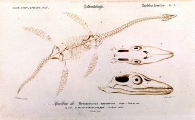 Plezioszaurusz az Egyetemes Természettudományi Szótárból alkotó: Unknown artist