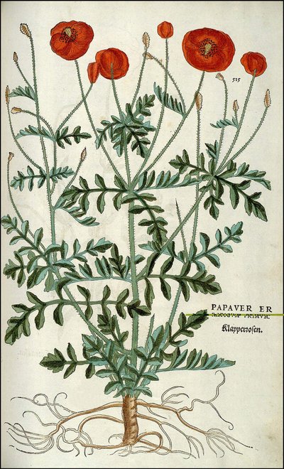Poppy in - in "" A rasszizmus története kommentár jelvények,..." Leonhart Fuchs alkotó: Unknown artist