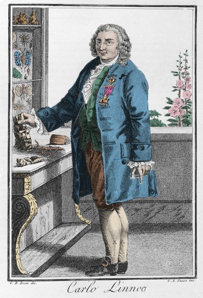 Charles Linne portréja (Carl von Linne, Linneus alkotó: Unknown artist