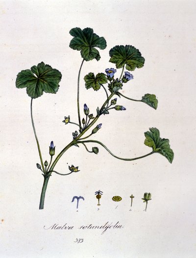 Lila: gyógynövény, melynek forrázata nyugtató hatású. alkotó: Unknown artist