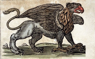 Egy griff, fantasztikus lény, félig sas, félig oroszlán ábrázolása. Metszet Athanasius Kircher (1601-1680) jezsuita, orientalista és tudós művéből. alkotó: Unknown artist