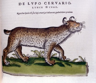 Hiúz (farkas - szarvas) ábrázolása - Historia Animalium de Conrad Gesner (1516 - 1565), Tiguri alkotó: Unknown artist
