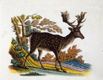 A rénszarvas ábrázolása. 18. századi metszet alkotó: Unknown artist
