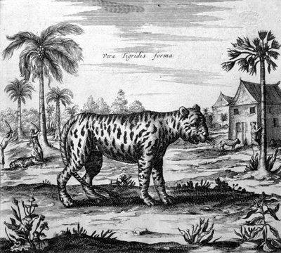 Tigris ábrázolása, Athanasius Kircher "" De China Monumenta" metszet alkotó: Unknown artist