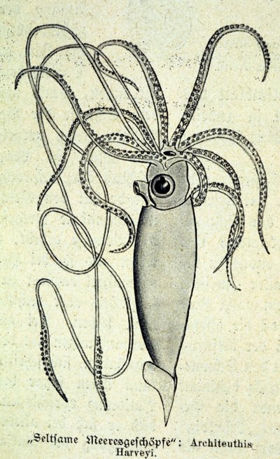 Egy Architeuthis Harveyi, óriási tintahal ábrázolása. alkotó: Unknown artist