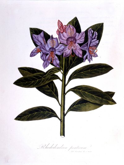 Rhododendron (Rhododendrum Bridges). alkotó: Unknown artist