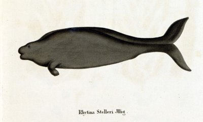 Rhytina Stelleri tengeri tehénnek is nevezték Stellert, a példány a 18. században tűnt el. alkotó: Unknown artist