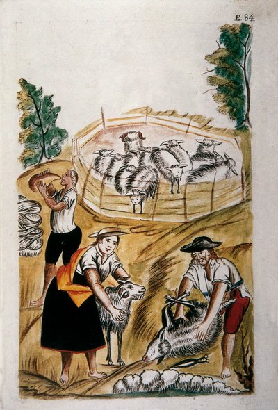 Birkanyírás, a "Trujillo of Peru" vagy a "Codex Martinez Companion" című könyvéből, Baltazar Martinez Companion és Bujanda, Trujillo püspöke (1782-1785) alkotó: Unknown artist