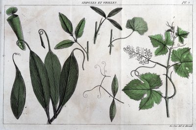Feltételek és indák: a „” Flora Françoise-ban, vagy a Franciaországban természetesen termő növények rövid leírása, egy új elemzési módszer szerint rendezve, amelyhez idézi a legkevésbé egyértelmű erényeiket az orvostudományban és hasznosságukat a alkotó: Unknown artist