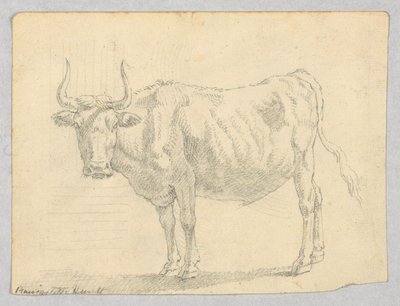 Tanulmány egy tehénről alkotó: Unknown artist