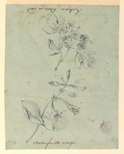 Hawthorne és Honeysuckle Bough tanulmányozása alkotó: Unknown artist