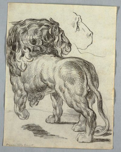 Oroszlántanulmány alkotó: Unknown artist