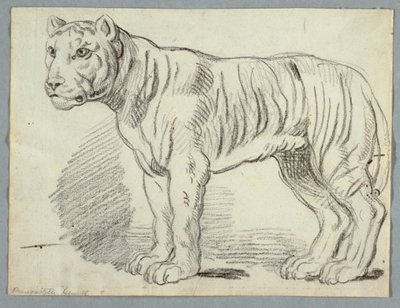 Tanulmány egy tigrisről alkotó: Unknown artist