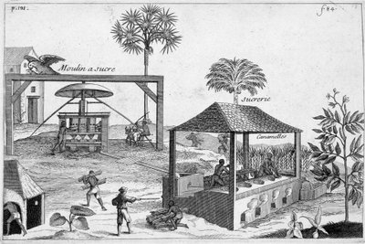 Cukorgyártás: Cukormalom és cukormalom - Pomet „” Általános gyógyszerek egyszerű és összetett története” című könyvében alkotó: Unknown artist