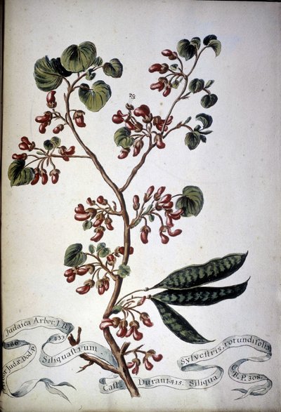 Sylvestris Rotundifolia. 19. századi herbárium. alkotó: Unknown artist