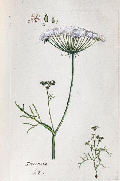 Terrenoix (Terre-Noix, Nox de Terre) alkotó: Unknown artist