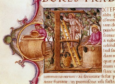 Idősebb Plinius (i.sz. 23-79) római író és természettudós (i.sz. 23-79) 15. századi velencei Biblioteca Marciana „Természettörténet” kéziratának aratási levele alkotó: Unknown artist
