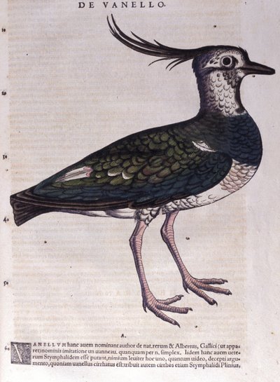 Conrad Gesner (1516 - 1565), Tiguri: A bika in Historia Animalium alkotó: Unknown artist