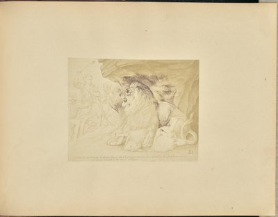 Az oroszlán alkotó: Unknown artist
