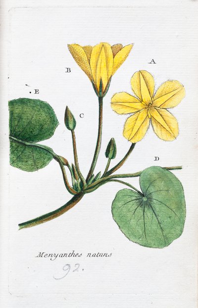 A Menyanthe alkotó: Unknown artist