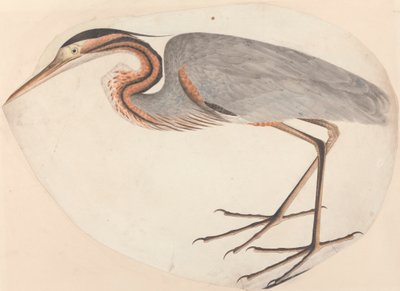 A lila gém alkotó: Unknown artist