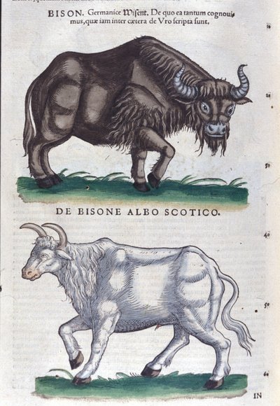 A bölény és a fehér bölény a Historia animaliumból, Konrad Gesner, Tiguri alkotó: Unknown artist