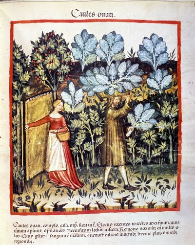 A termés a káposzta virág a veteményeskertben. Megvilágítás az orvostudomány és a dietetika fejéséből "" Tacuinum sanitatis"" alkotó: Unknown artist