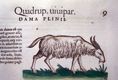 A kecske a Historia animalium után, Konrad Gesner, Tiguri alkotó: Unknown artist