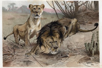 Az oroszlán (Panthera leo) – metszet Alfred Edmund Brehm (1829-1884) „” Brehm