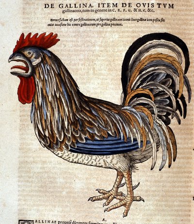 A kakas a Historia Animalium után, Conrad Gesner, Tiguri, 1560. Biblioteca Nazionale Braidense. Milánó alkotó: Unknown artist