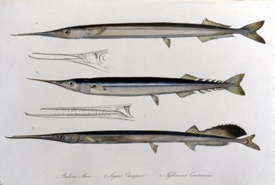 A tengeri tű. Természettudományi tábla. 19. század. alkotó: Unknown artist