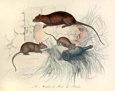 Három állat: egér, patkány és vakond, Linneene nómenklatúra és Cuvier szerint osztályozva (metszet) alkotó: Unknown artist