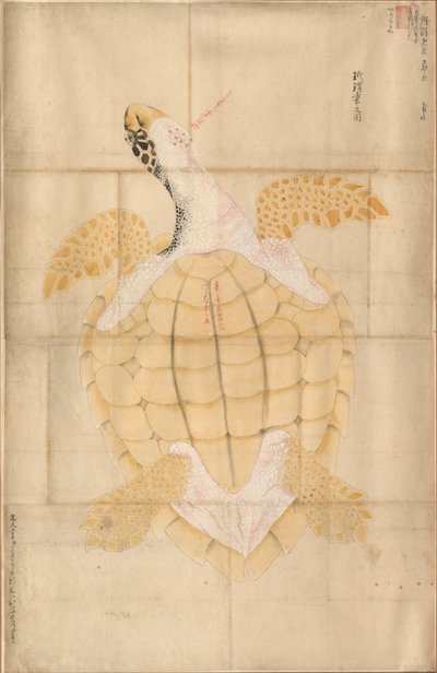 Teknős alkotó: Unknown artist