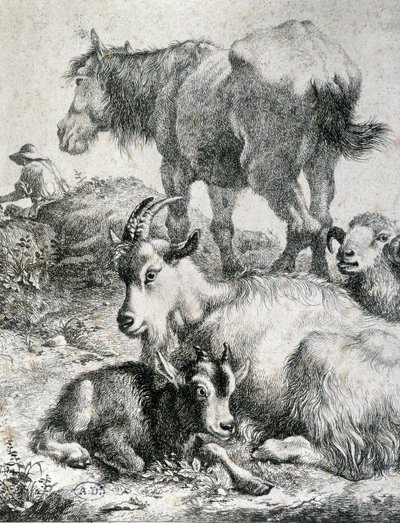 Trauter ló, kecske, kecske és kos - metszet alkotó: Unknown artist