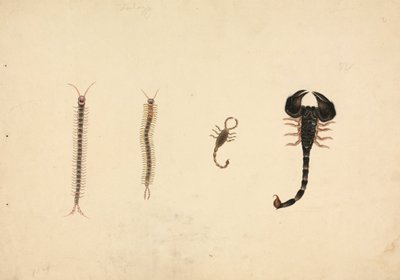 Két skorpió és két százlábú alkotó: Unknown artist
