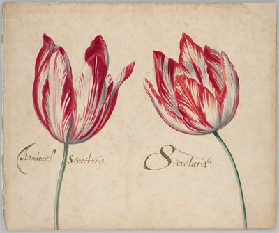 Két tulipán (recto); Egy tulipán (verso) alkotó: Unknown artist