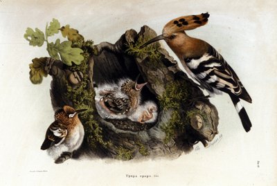 Ismeretlen kép alkotó: Unknown artist