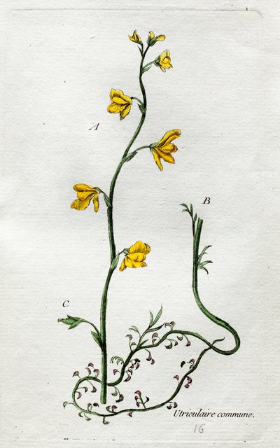 Tanulmányok alkotó: Unknown artist
