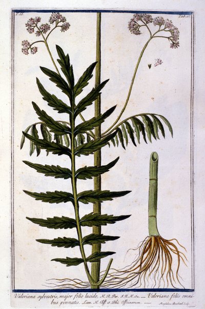 Macskagyökér. 18. századi metszet. alkotó: Unknown artist