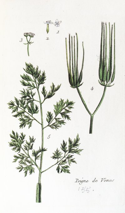 Vénusz fésű alkotó: Unknown artist