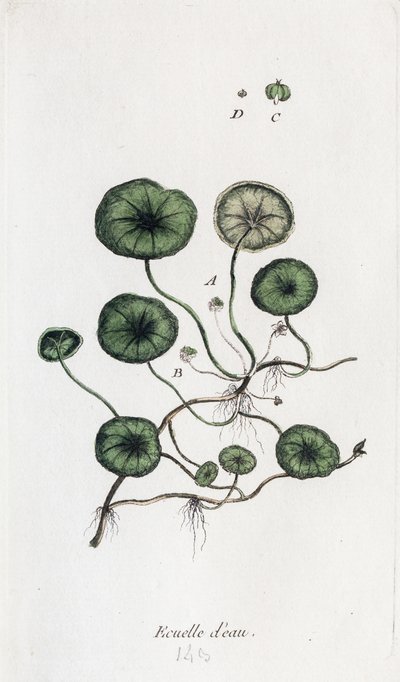 Vizes tál alkotó: Unknown artist