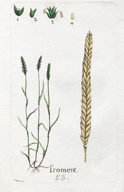 Búza alkotó: Unknown artist