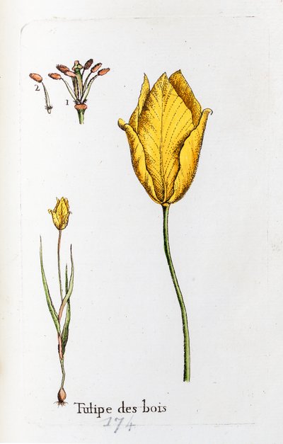  alkotó: Unknown artist
